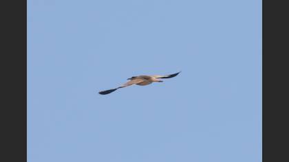 Cream-colored Courser
