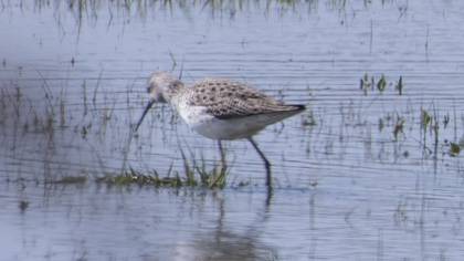 Marsh Sandpiper
