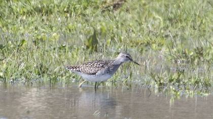 Wood Sandpiper