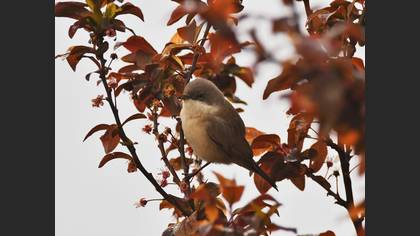 Lesser Whitethroat