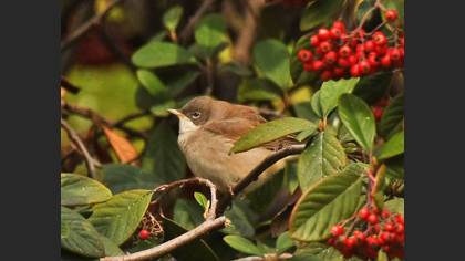 Common Whitethroat