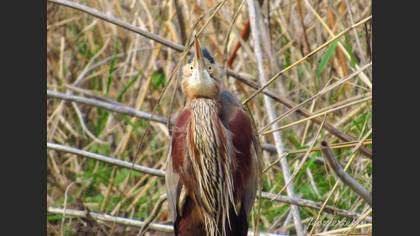 Purple Heron