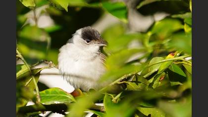 Eurasian Blackcap