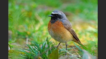 Common Redstart