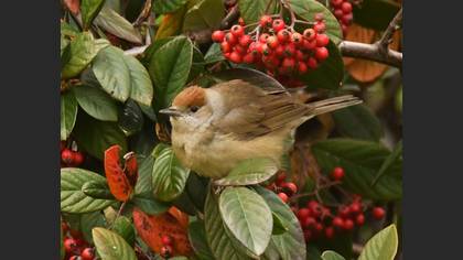 Eurasian Blackcap