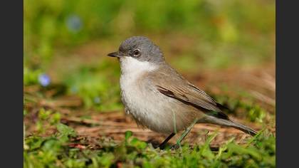 Lesser Whitethroat