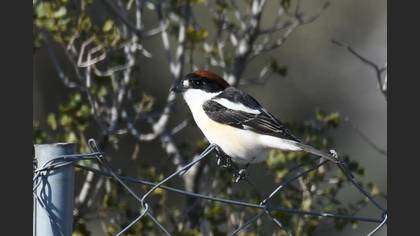 Woodchat Shrike