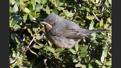 Subalpine Warbler