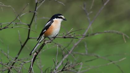 Masked Shrike