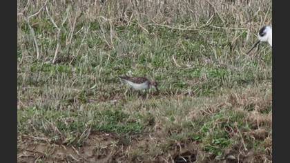 Little Stint