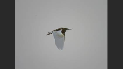 Squacco Heron