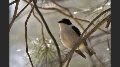Collared Flycatcher