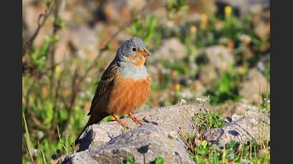 Cretzschmar`s Bunting