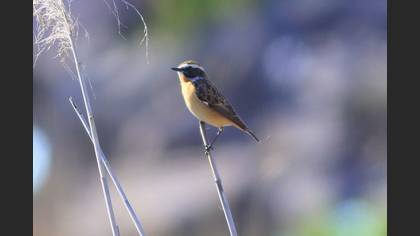 Whinchat