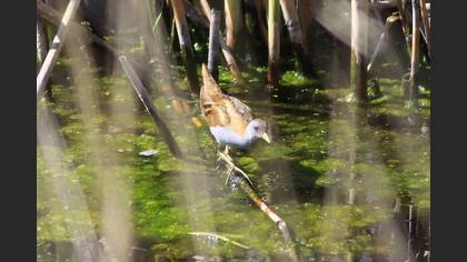 Little Crake