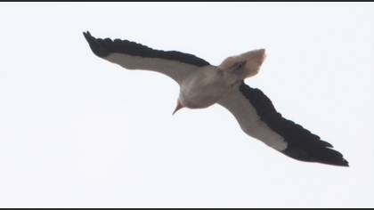Egyptian Vulture