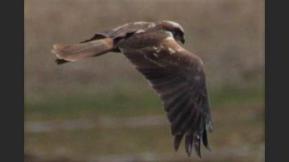 Western Marsh Harrier