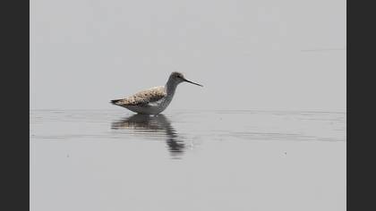 Marsh Sandpiper