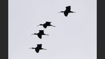 Glossy Ibis