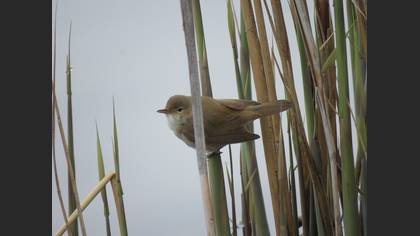 Common Reed Warbler