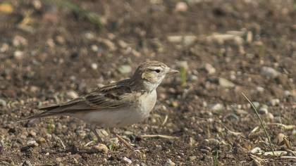 Greater Short-toed Lark