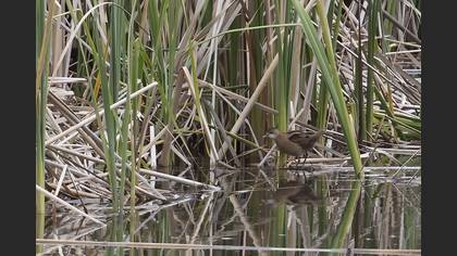 Little Crake