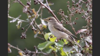 Willow Warbler