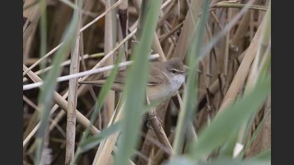 Great Reed Warbler