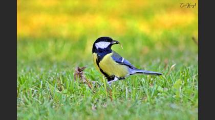 Great Tit