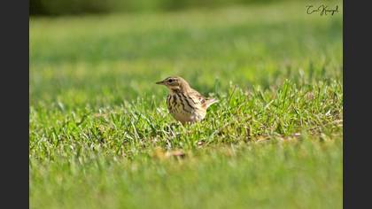 Tree Pipit