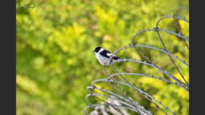 Collared Flycatcher