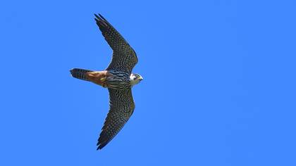 Eurasian Hobby