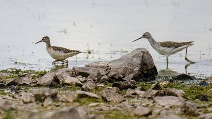 Marsh Sandpiper