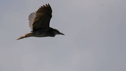 Black-crowned Night Heron