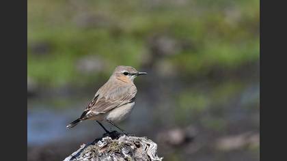 Isabelline Wheatear