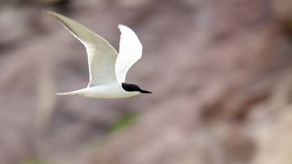 Gull-billed Tern