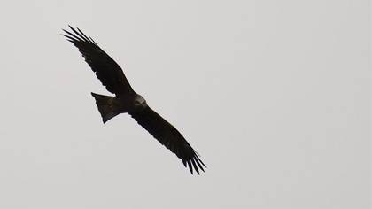 Black Kite