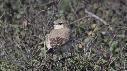 Isabelline Wheatear
