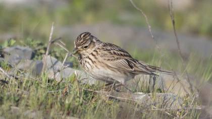 Eurasian Skylark
