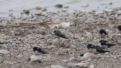 Sand Martin