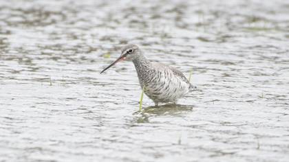 Spotted Redshank