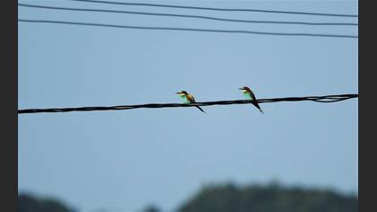 European Bee-eater