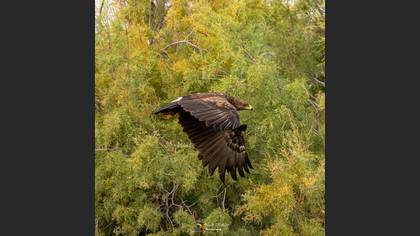 Lesser Spotted Eagle