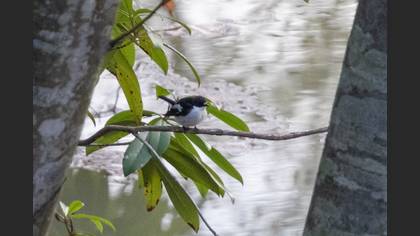 European Pied Flycatcher
