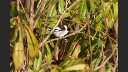 Collared Flycatcher