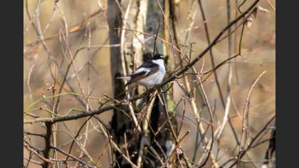 Semicollared Flycatcher