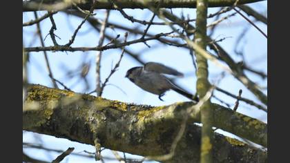 Long-tailed Tit