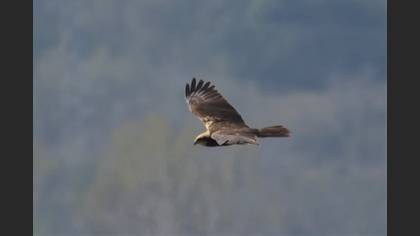 Western Marsh Harrier