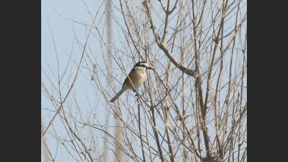 Masked Shrike