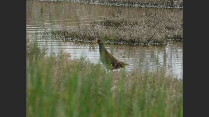 Spotted Crake